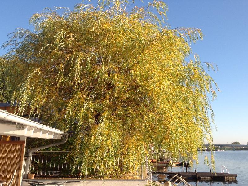 Appartement Ajo - Alte Donau Garden Flat - Self-check-in *